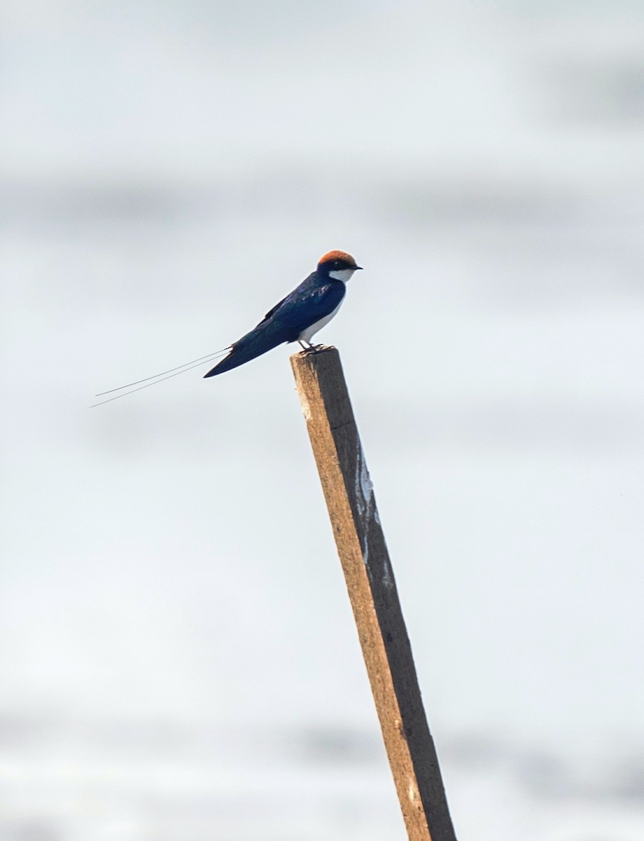 Wire-tailed Swallow - ML645193980