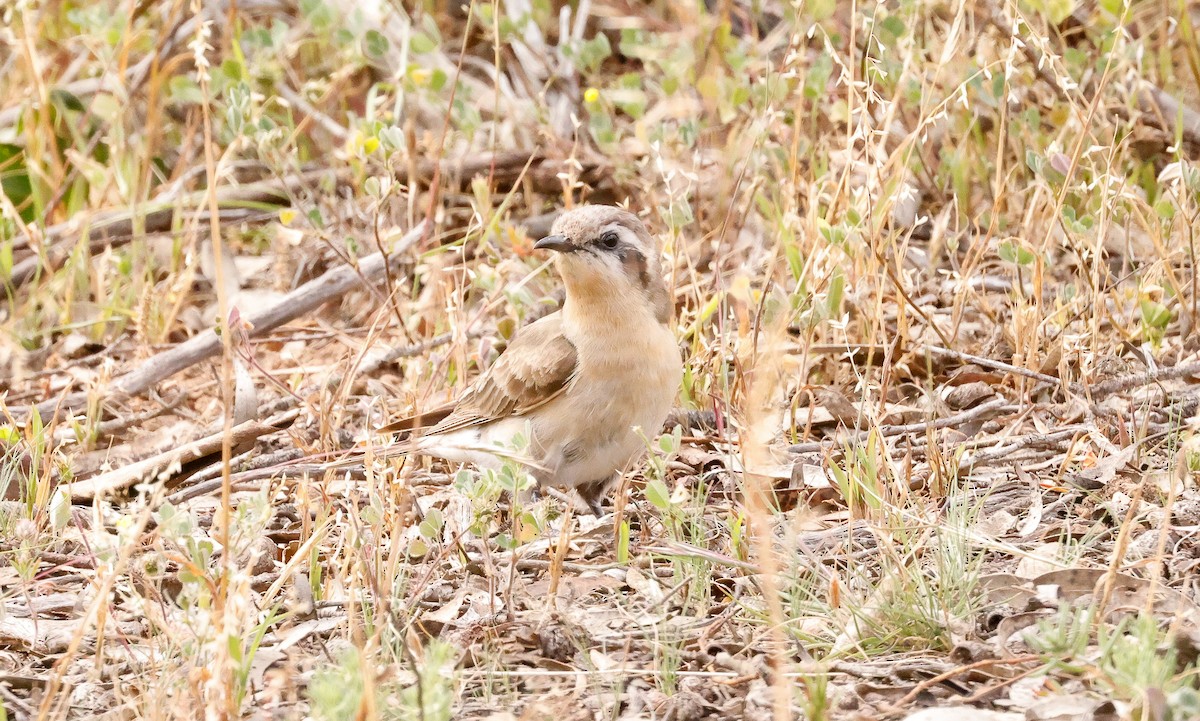 Black-eared Cuckoo - ML645193982