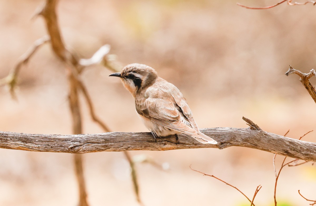 Black-eared Cuckoo - ML645193983