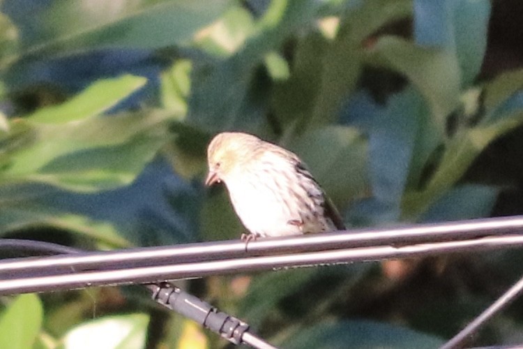 grønnsisik - ML645193987