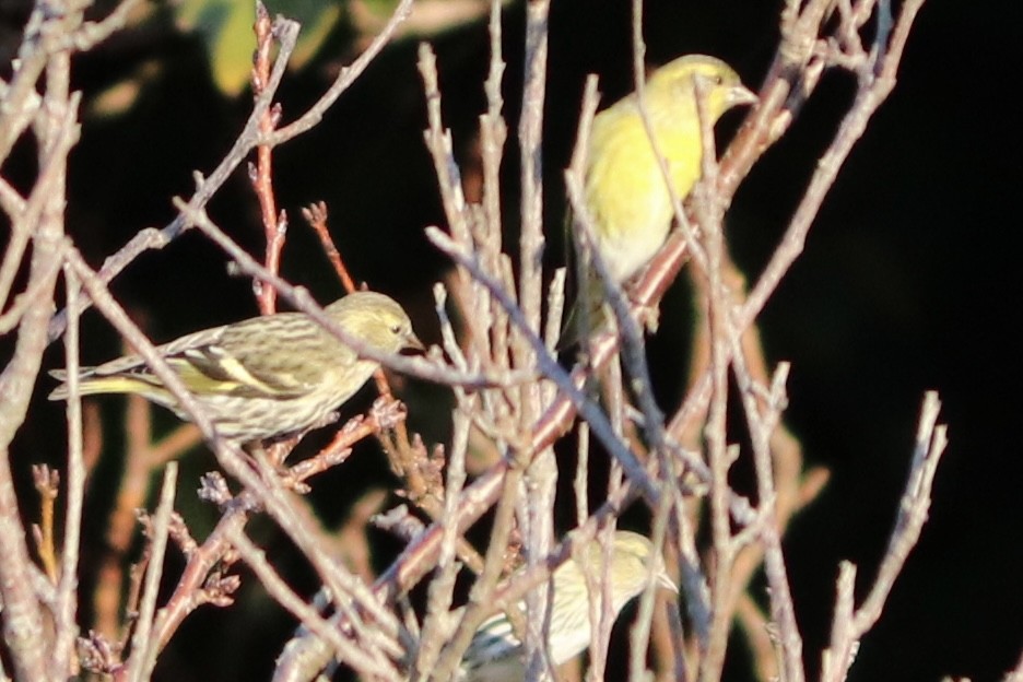 grønnsisik - ML645193988