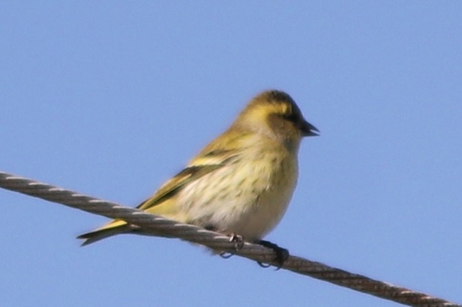 grønnsisik - ML645193989