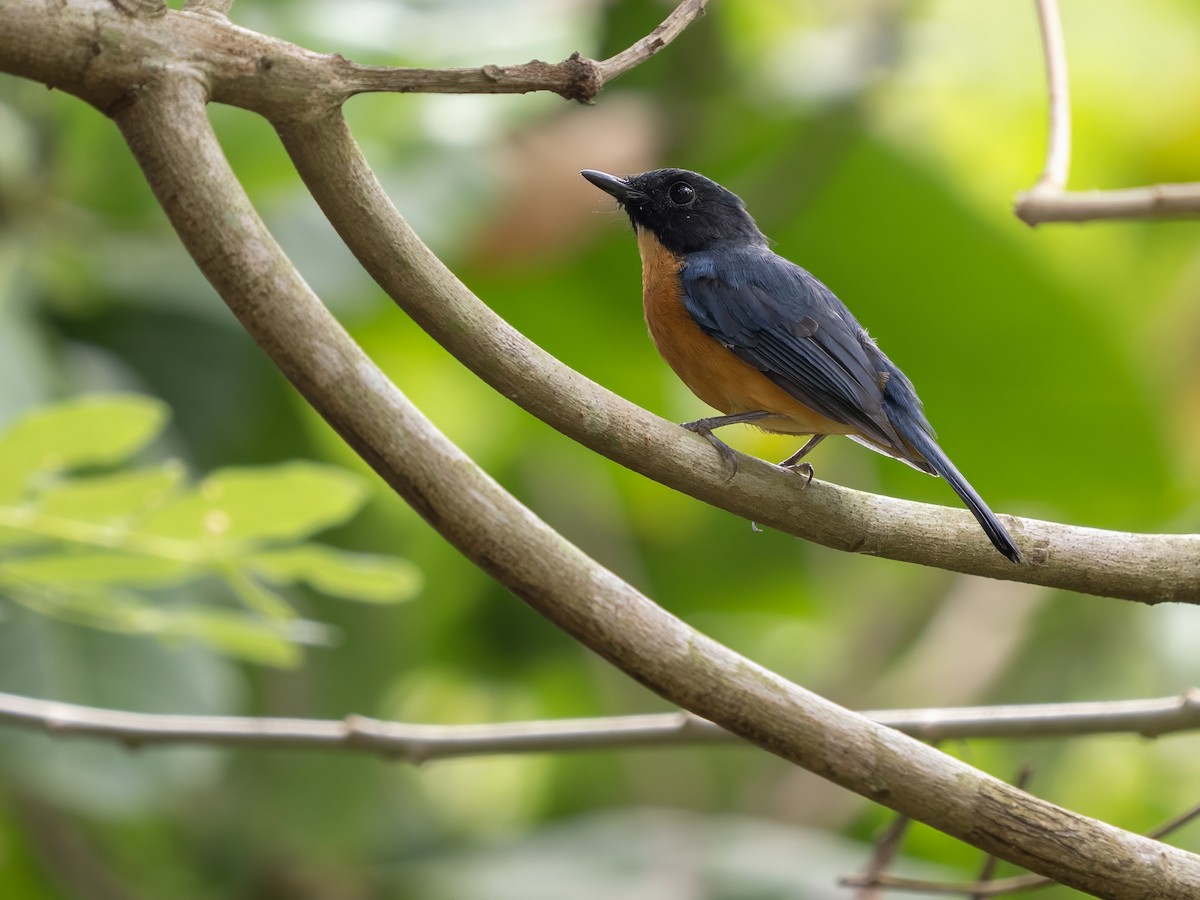 Sulawesi Blue Flycatcher (Tanahjampea) - ML645194002