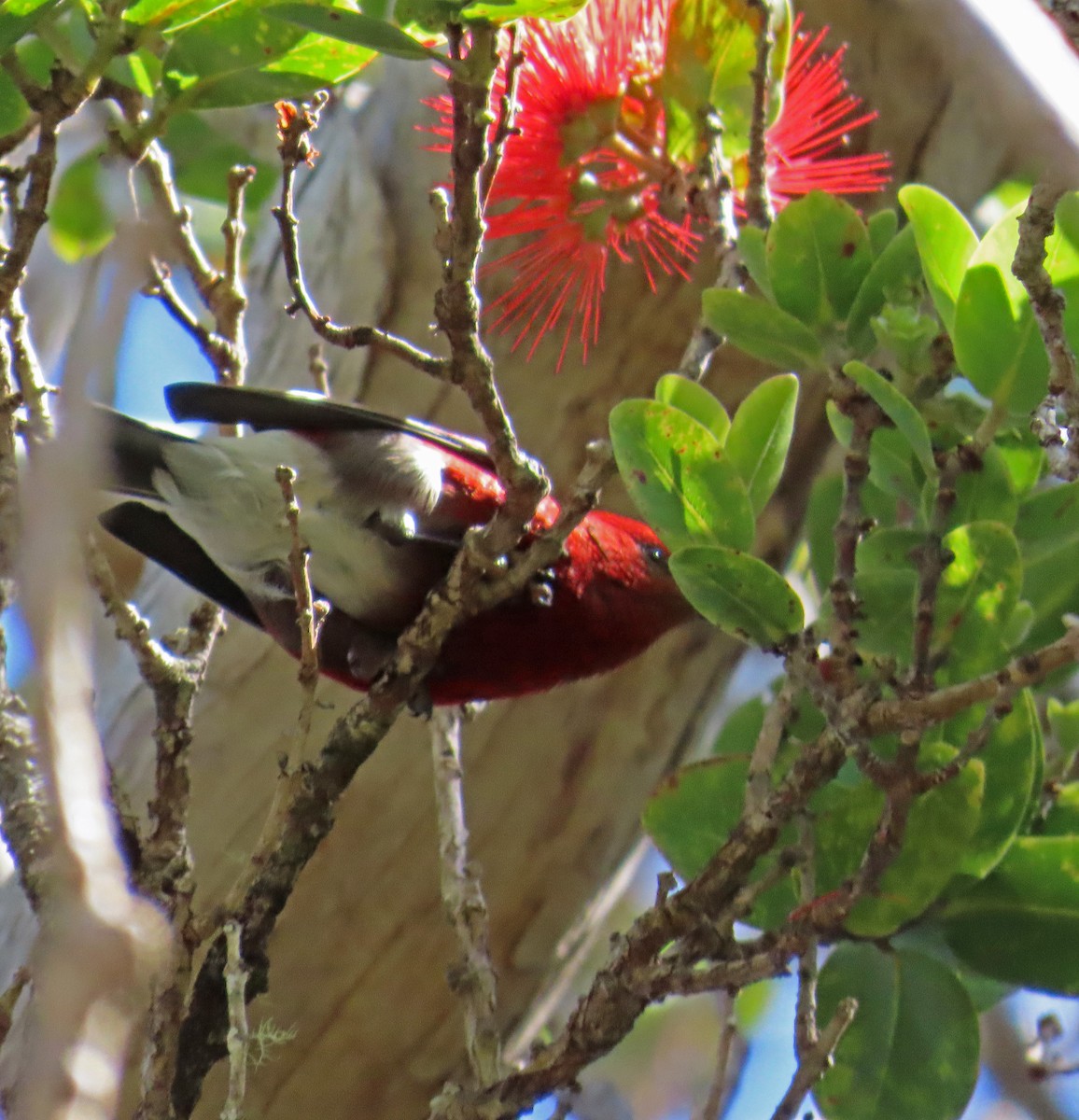 Apapanesi - ML645194003