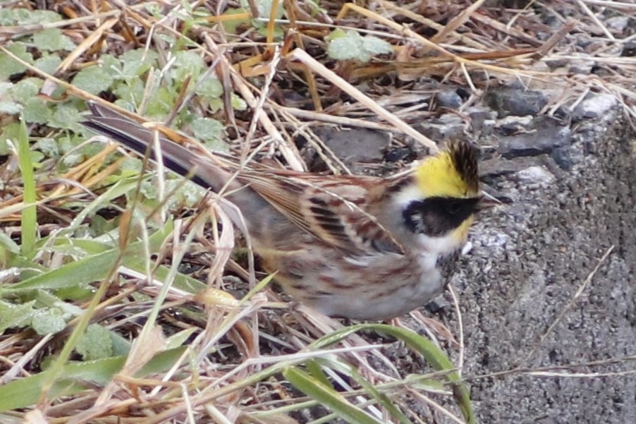 gulstrupespurv - ML645194004