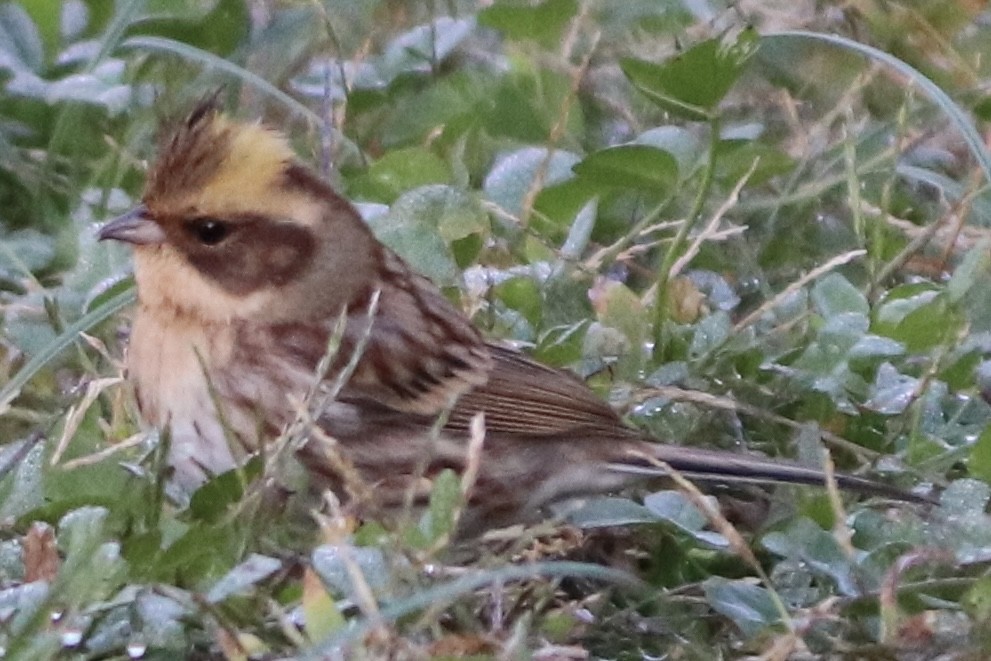 gulstrupespurv - ML645194005