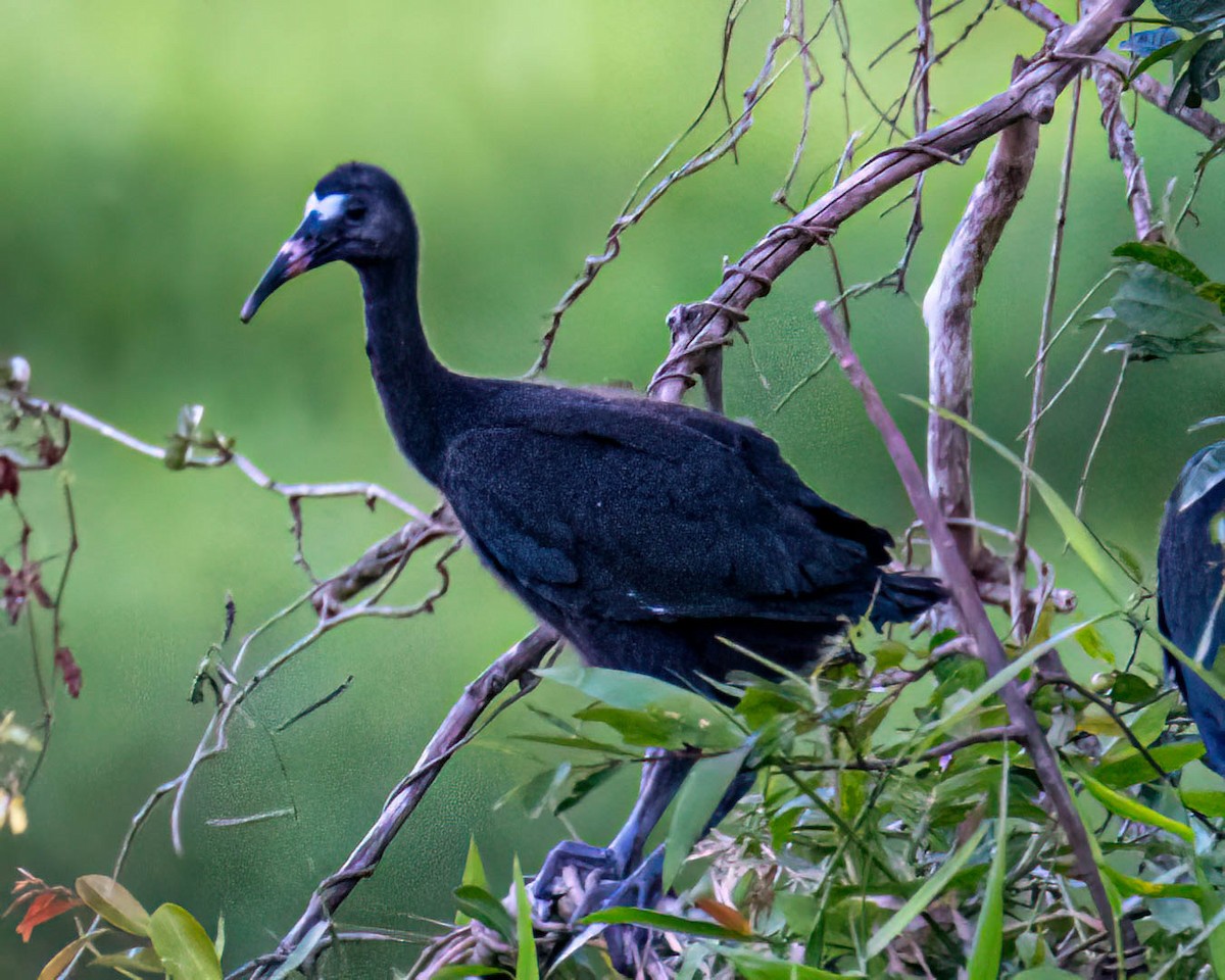 Ibis Afeitado - ML645194006