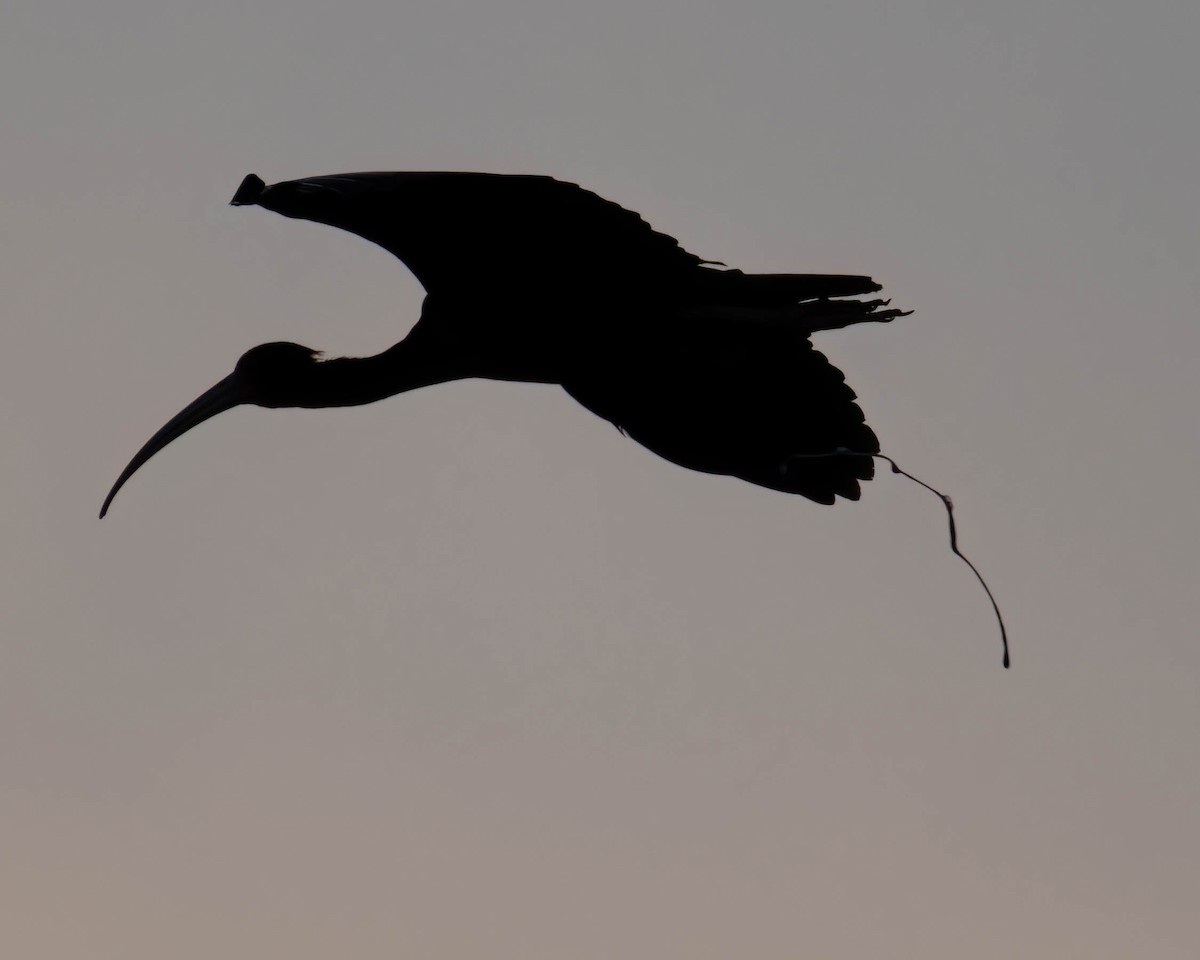 Ibis Afeitado - ML645194007