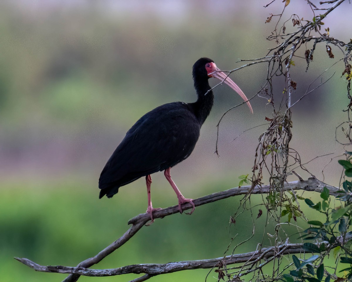 Ibis Afeitado - ML645194008