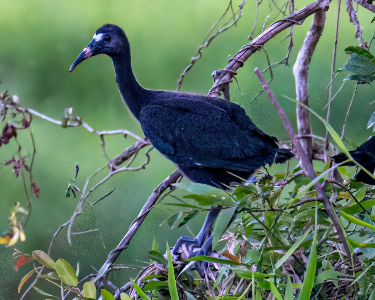 Ibis Afeitado - ML645194009