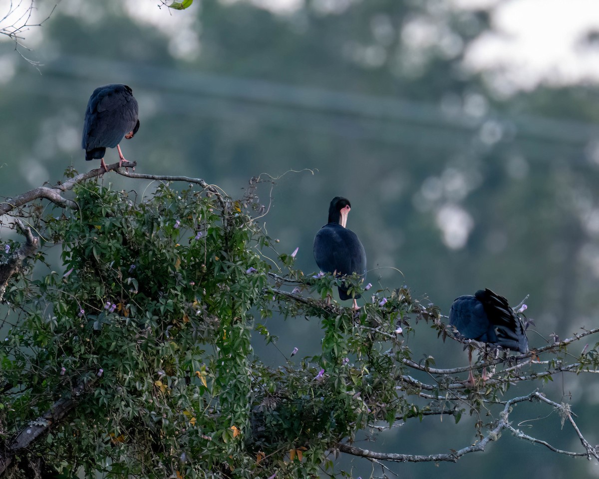 Ibis Afeitado - ML645194010