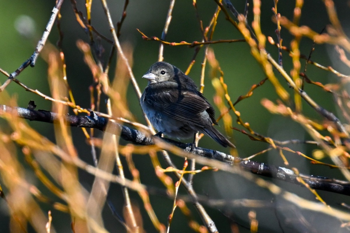 Лазурный колорин - ML645194011