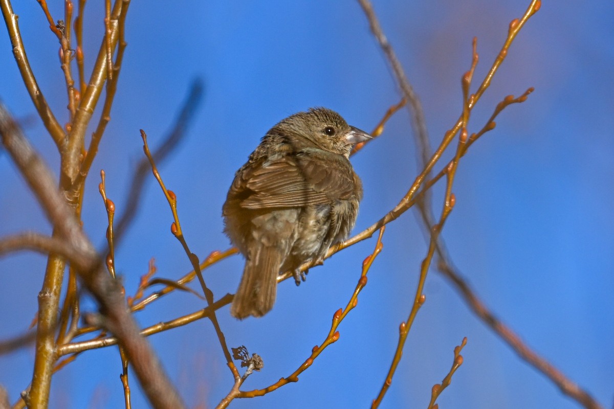 Лазурный колорин - ML645194012
