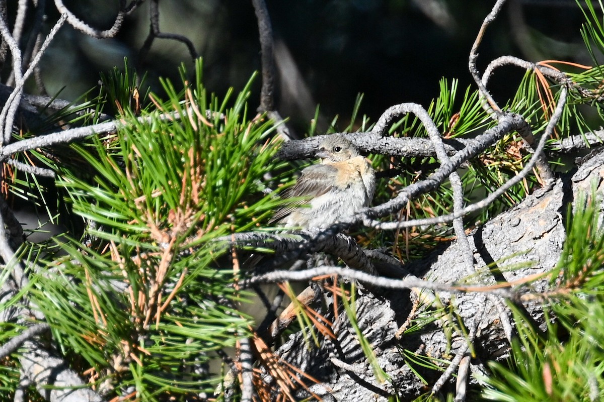 Лазурный колорин - ML645194013