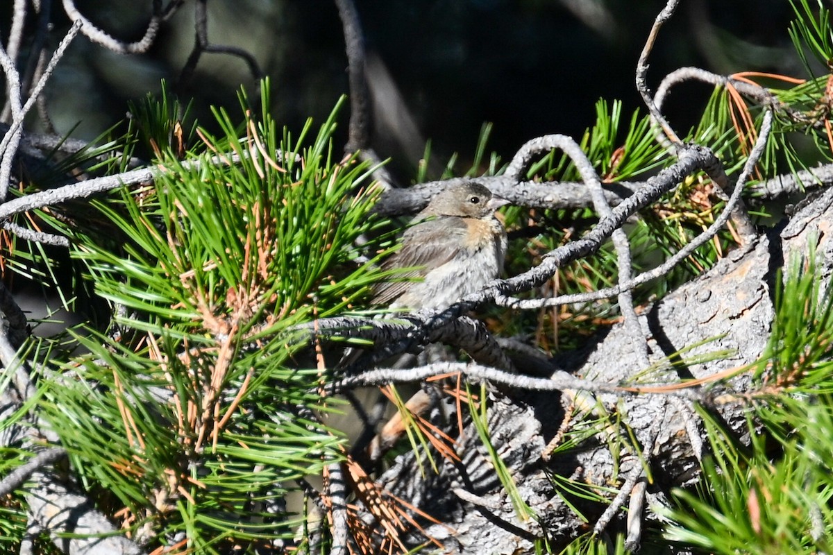 Лазурный колорин - ML645194014