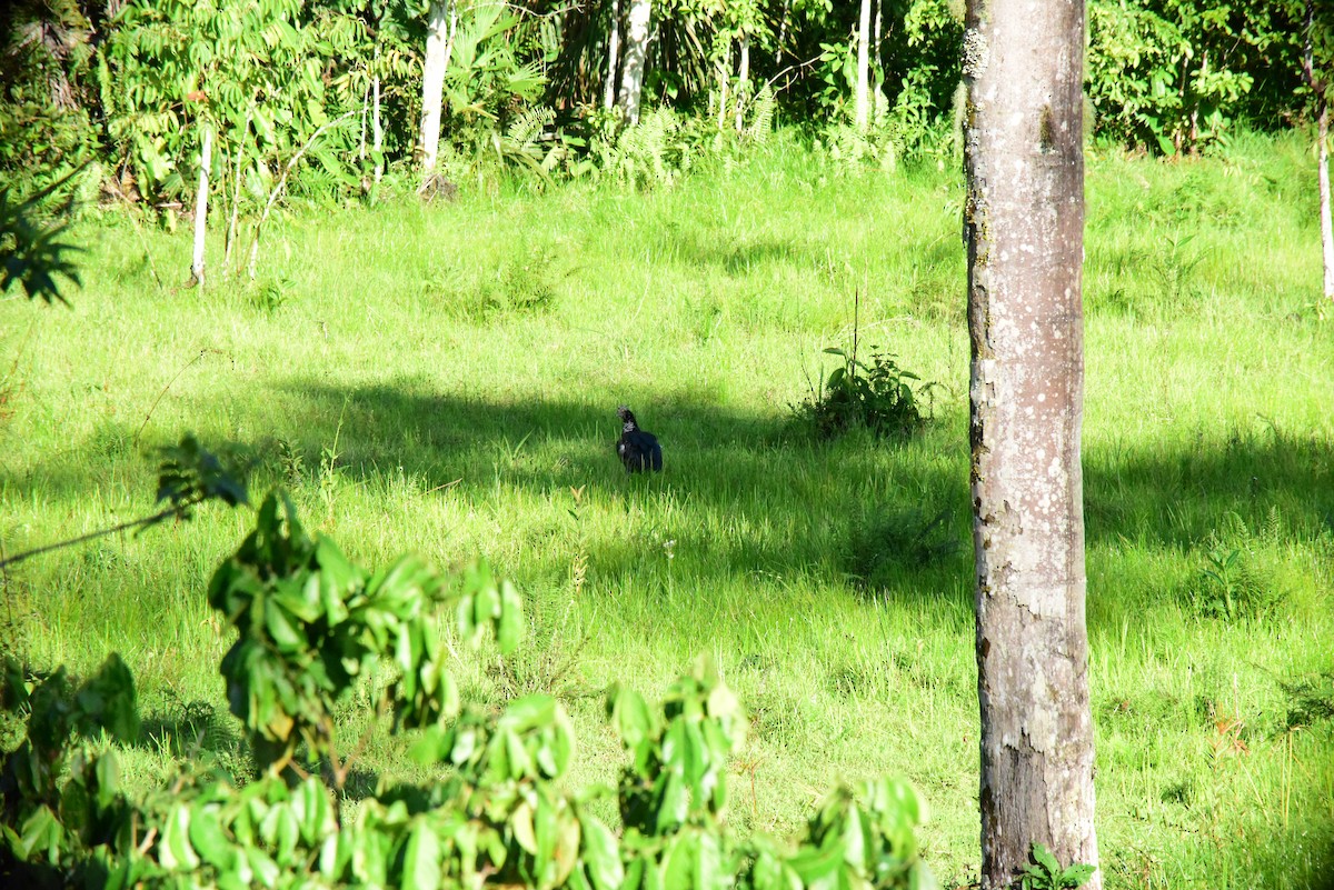 Horned Screamer - ML645194015