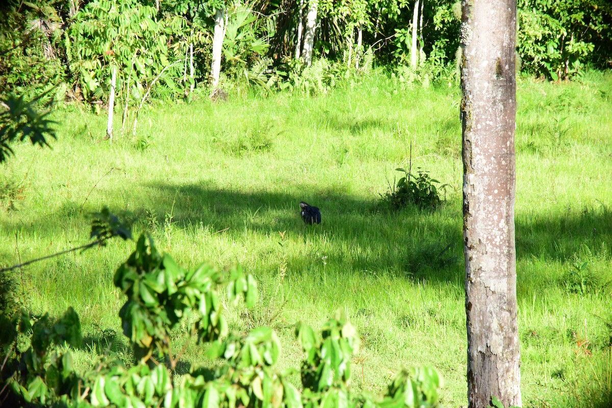 Horned Screamer - ML645194018