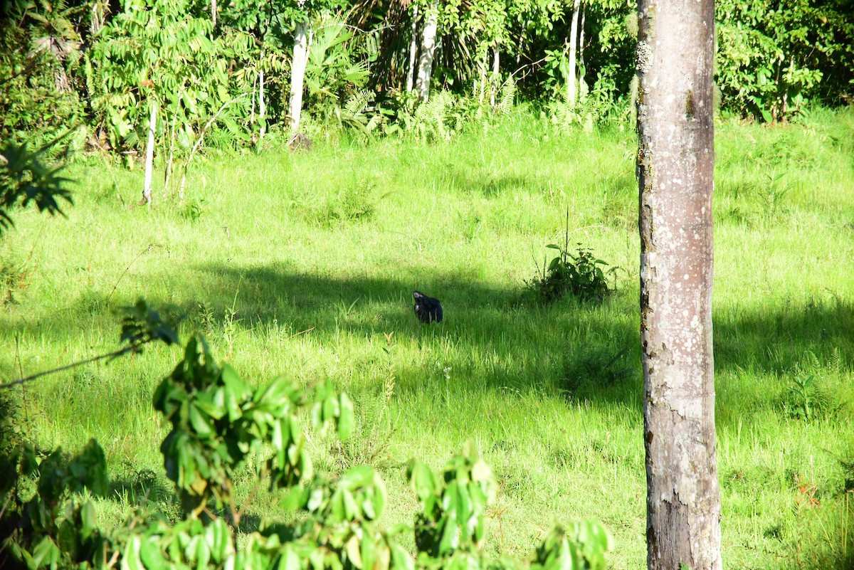 Horned Screamer - ML645194019