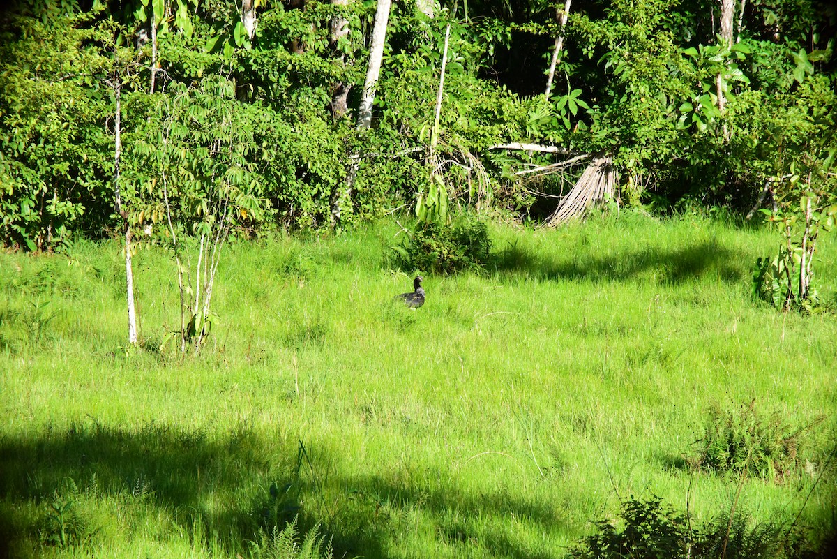 Horned Screamer - ML645194021