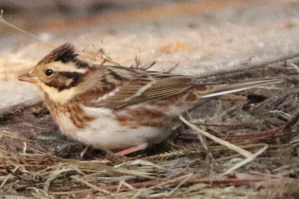 vierspurv - ML645194023