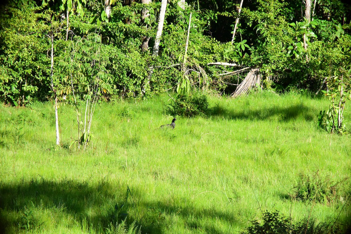 Horned Screamer - ML645194024