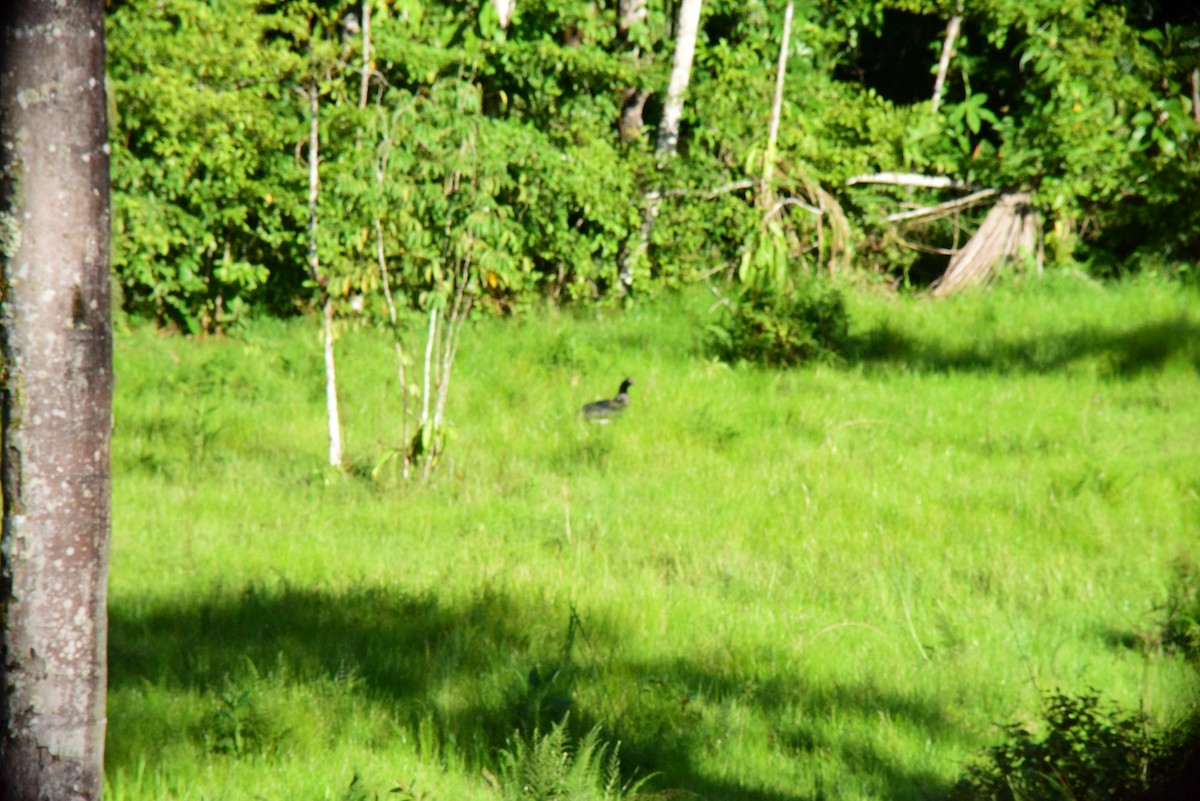 Horned Screamer - ML645194025