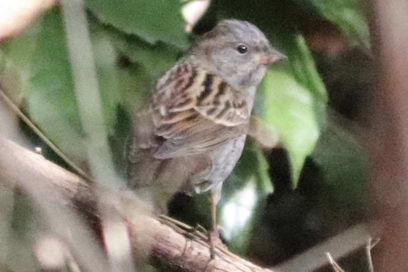 sotspurv - ML645194034