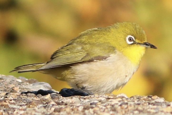 hagebrillefugl - ML645194042