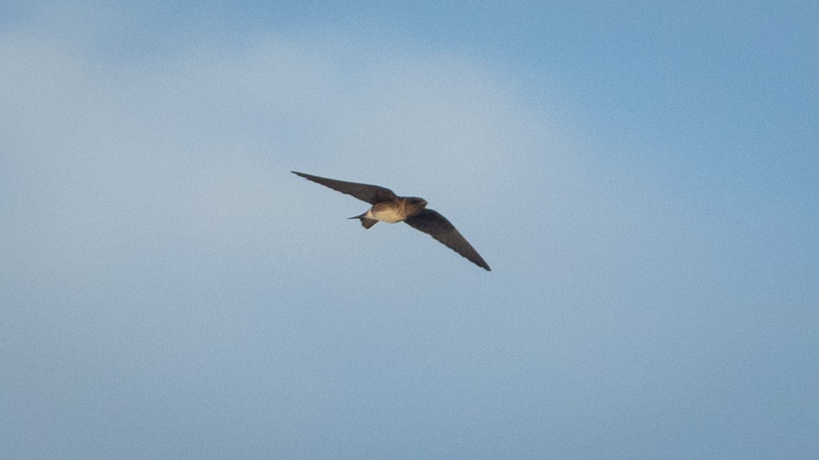 Большая ласточка - ML645194044