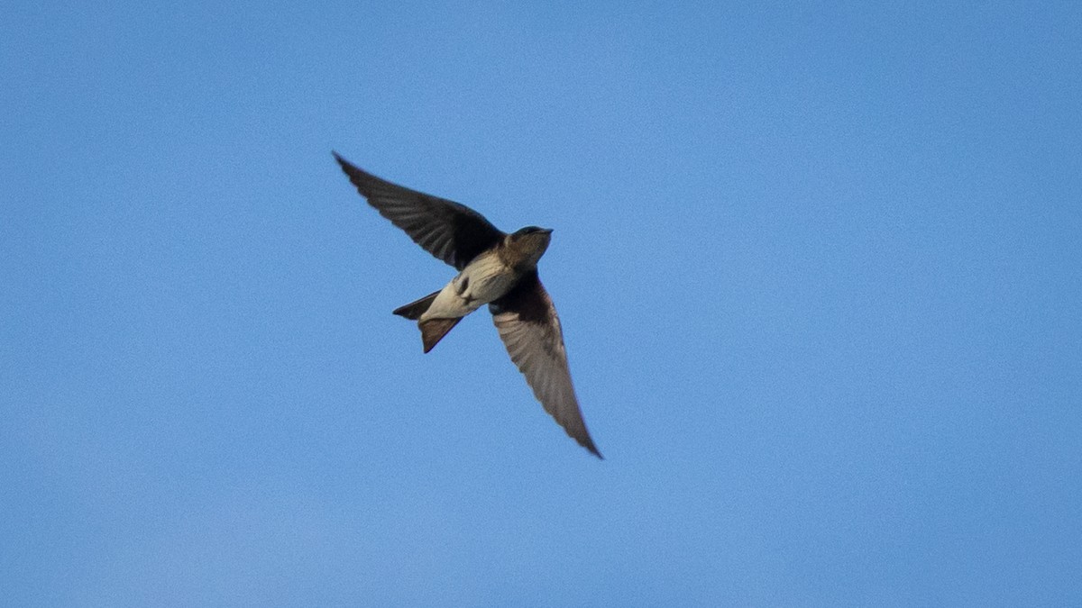 Большая ласточка - ML645194047