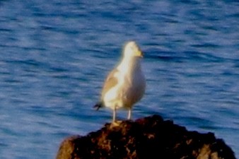 japanmåke - ML645194051