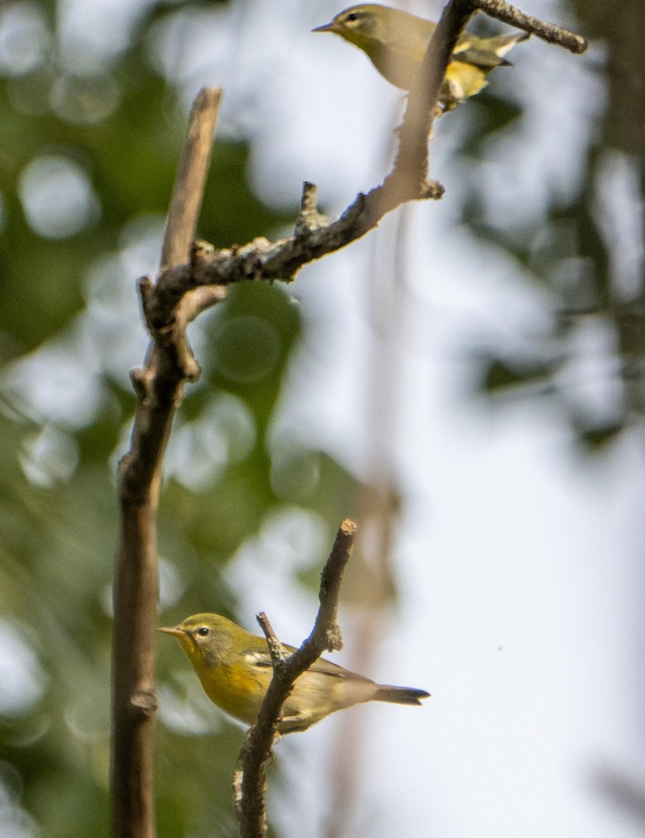 Northern Parula - ML645194067