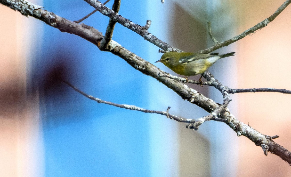Northern Parula - ML645194069