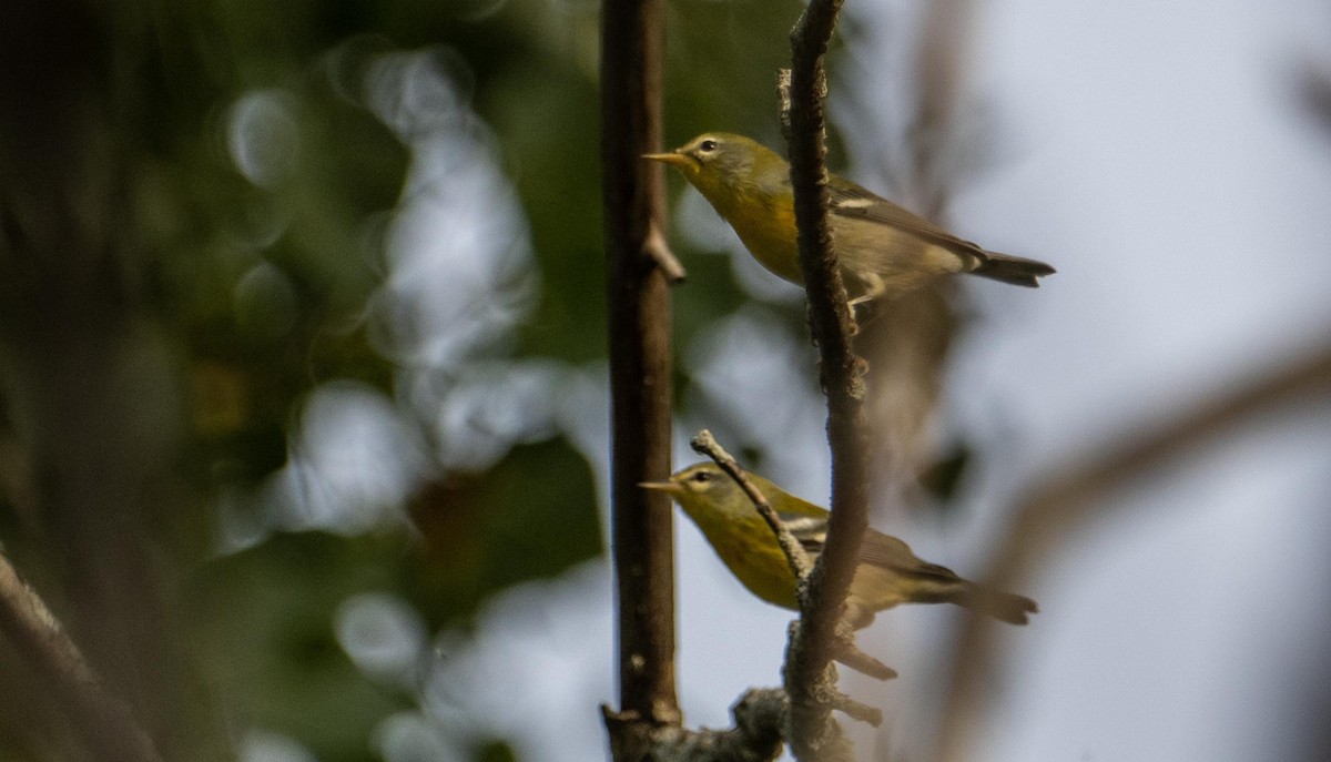 Northern Parula - ML645194070