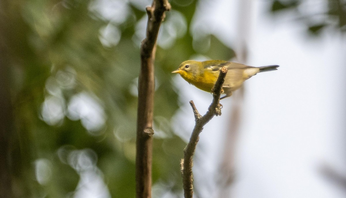 Northern Parula - ML645194071