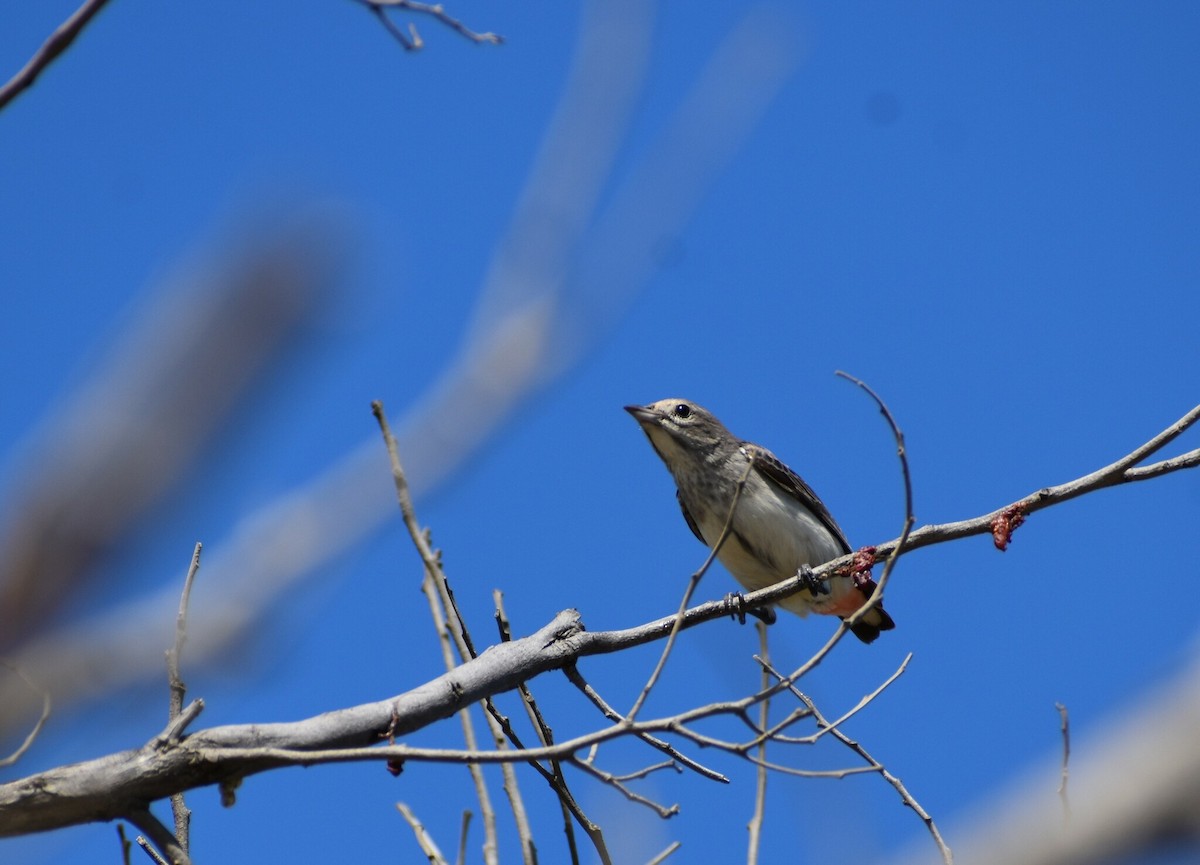 Mistletoebird - ML645194072