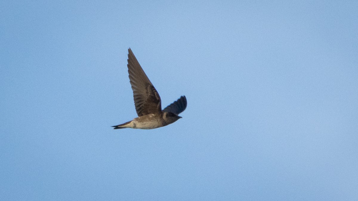 Большая ласточка - ML645194073