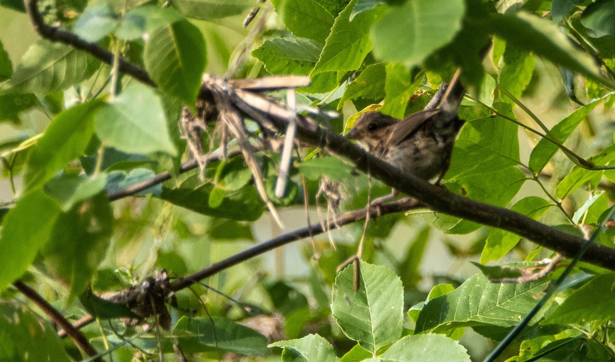Song Sparrow - ML645194074