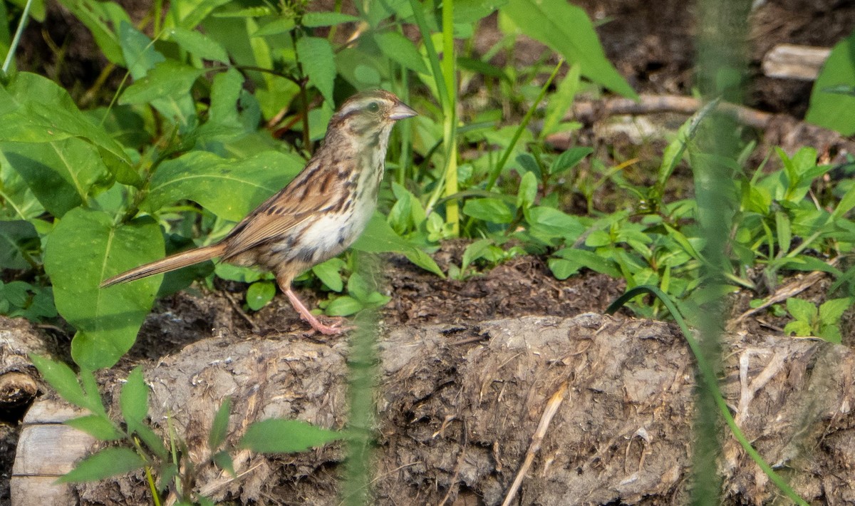 Song Sparrow - ML645194075
