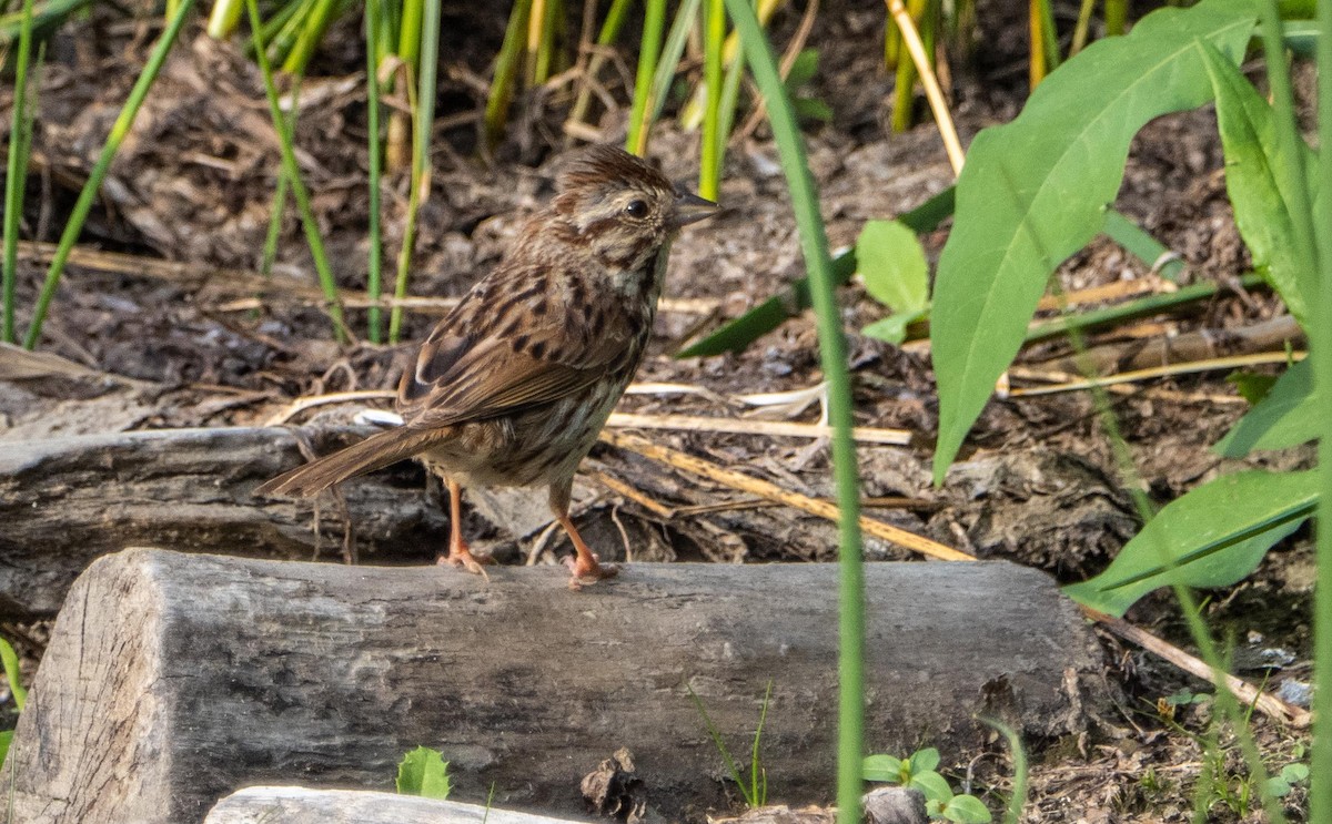 Song Sparrow - ML645194076