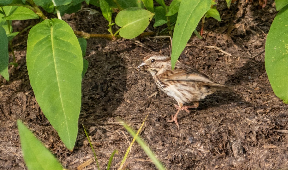 Song Sparrow - ML645194077