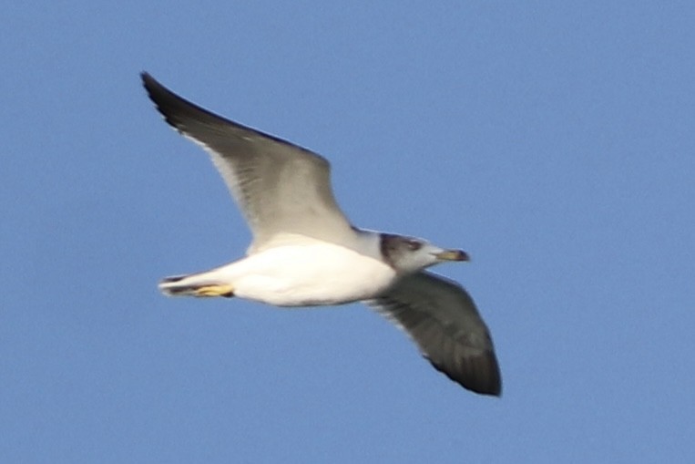 sibirmåke - ML645194080