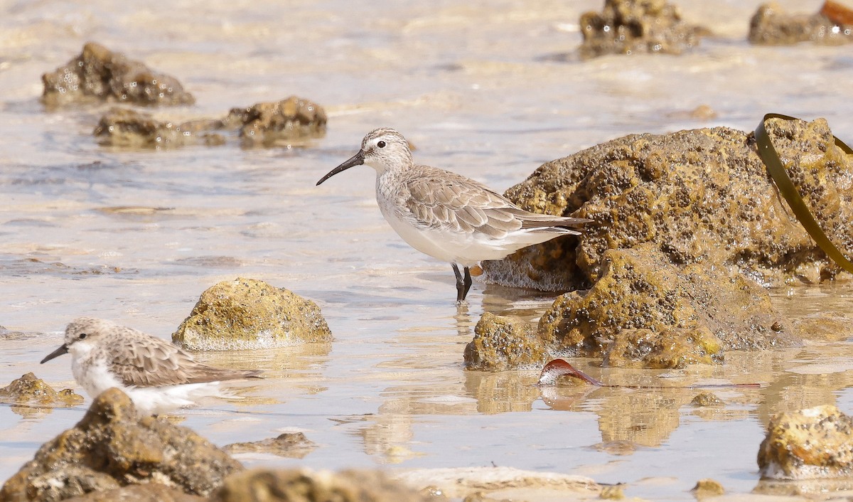 Curlew Sandpiper - ML645194081