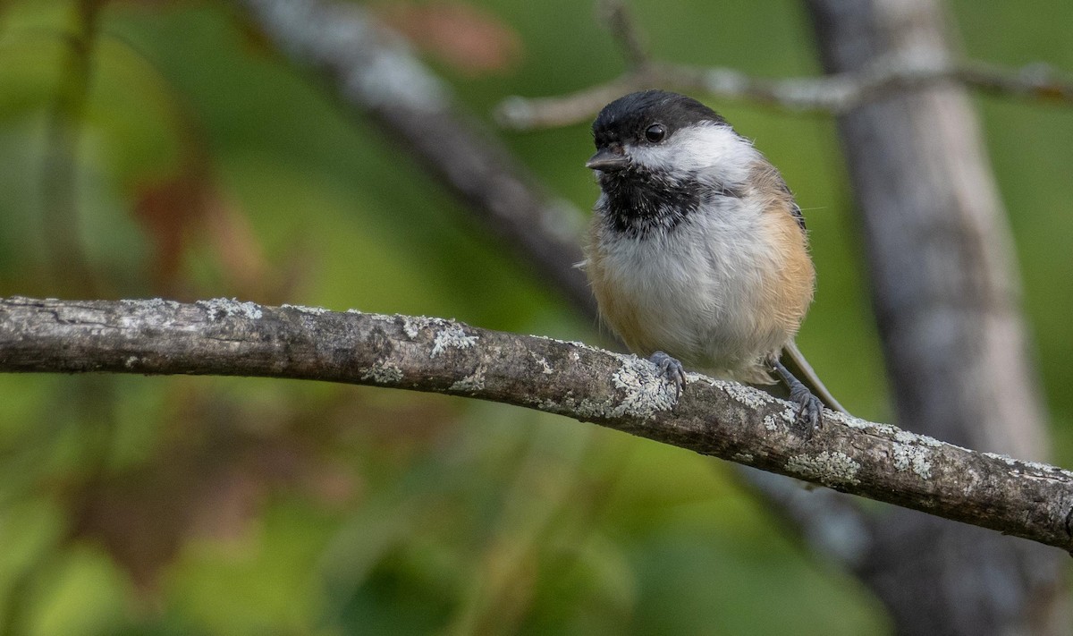 Гаїчка світлокрила - ML645194083