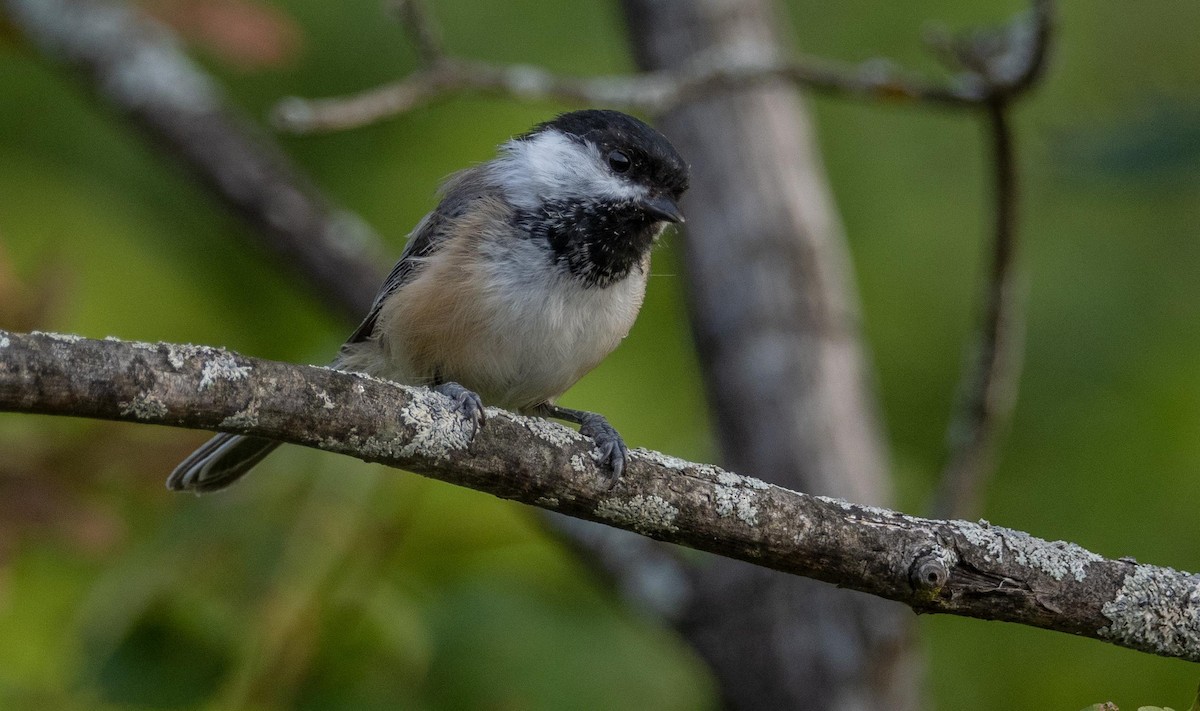 Гаїчка світлокрила - ML645194084