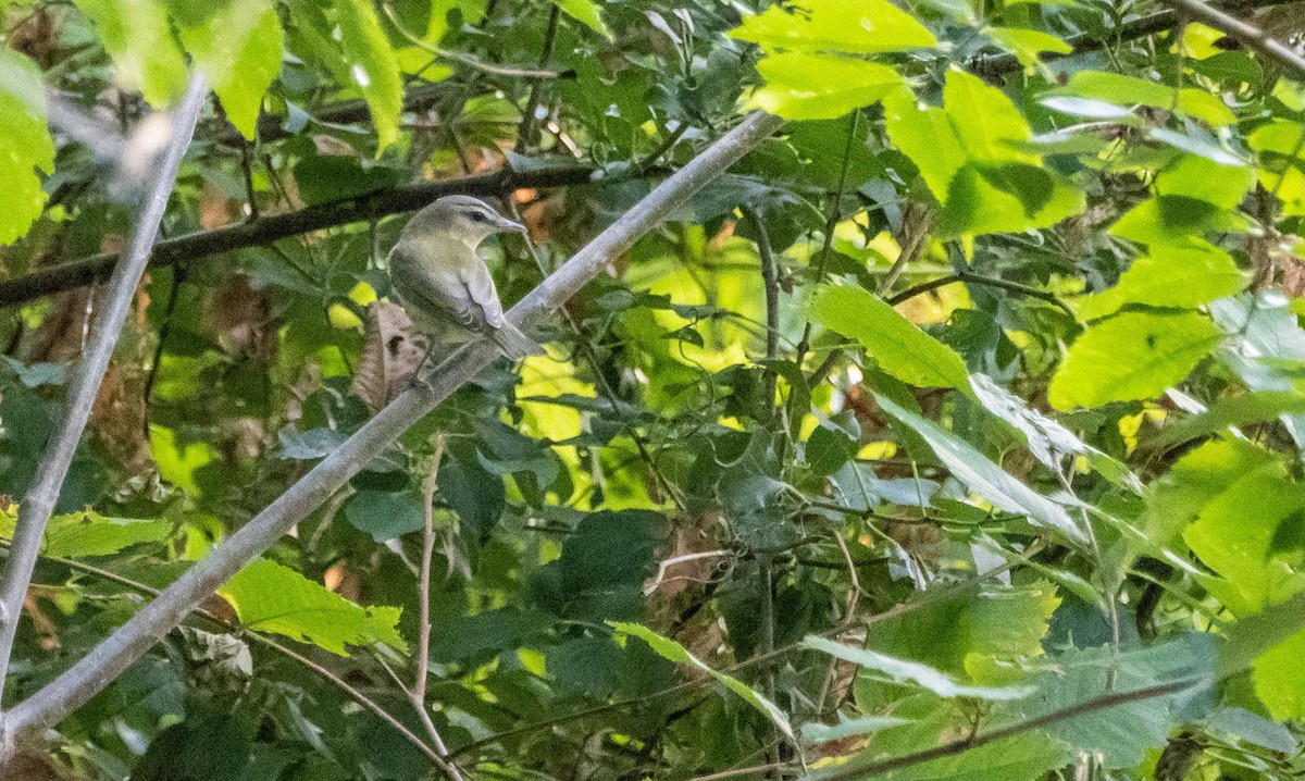 アカメモズモドキ - ML645194094