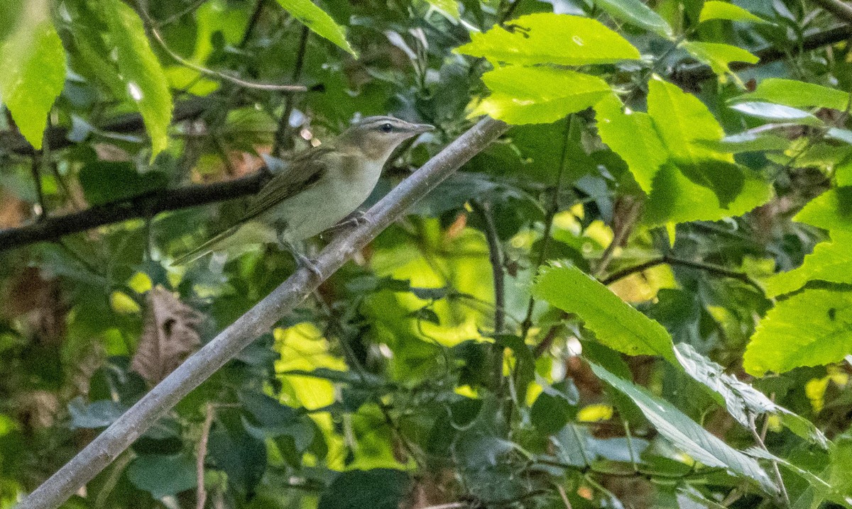 アカメモズモドキ - ML645194095