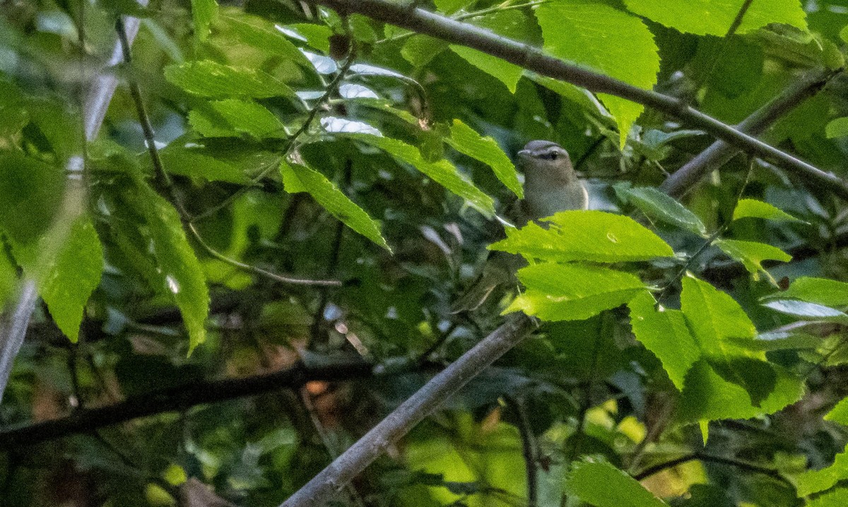 アカメモズモドキ - ML645194096