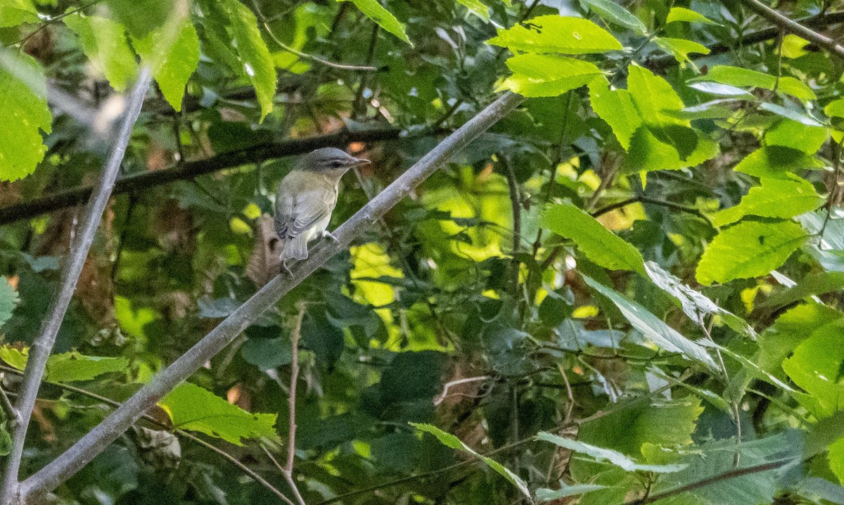 アカメモズモドキ - ML645194097