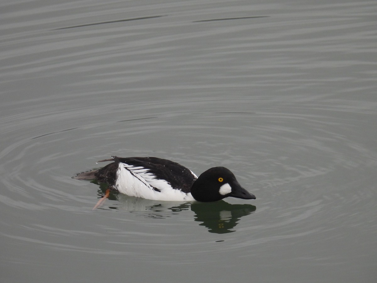 Common Goldeneye - ML645194098